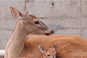 Zoológico Las Delicias