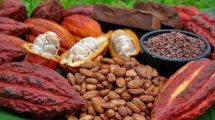 Productores de cacao venezolano