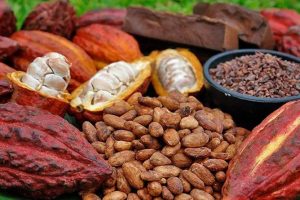 Productores de cacao venezolano