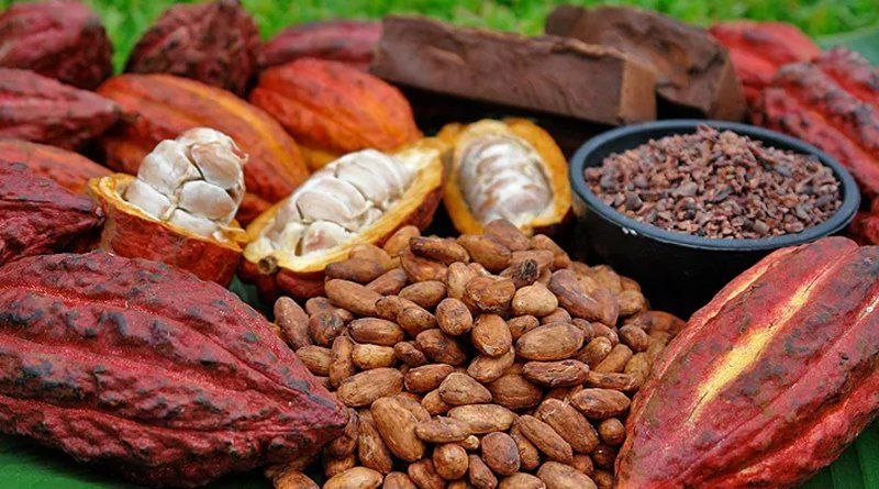 Productores de cacao venezolano