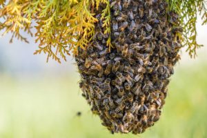 picaduras de abejas