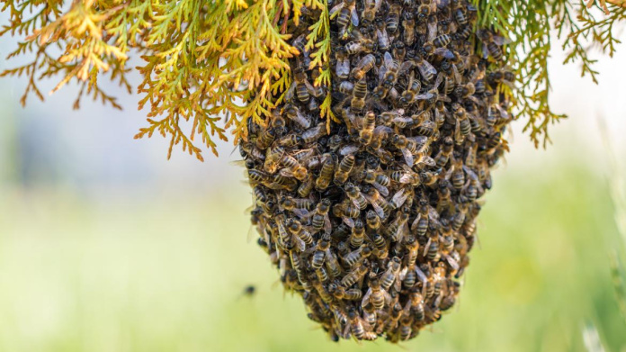 picaduras de abejas