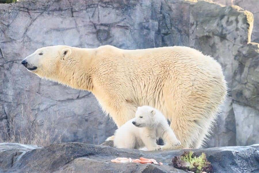 Osa polar y la cría