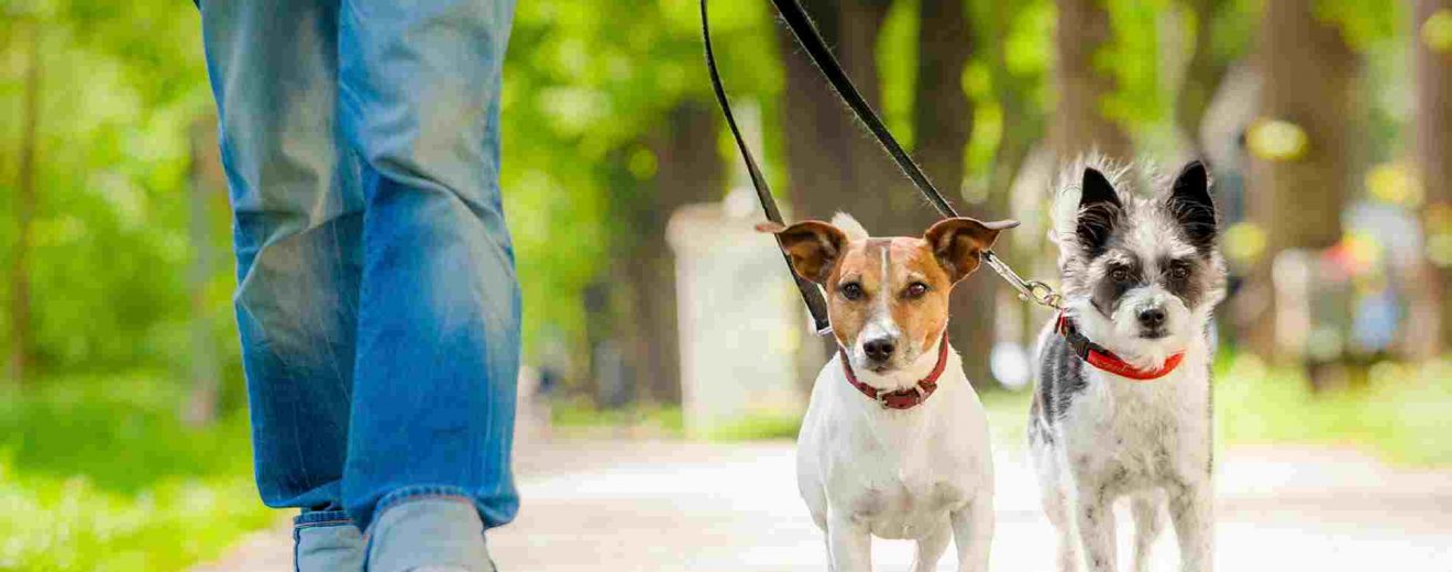 Perros paseando