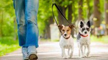 Perros paseando