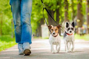 Perros paseando