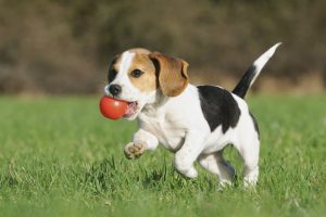 perro con una pelota