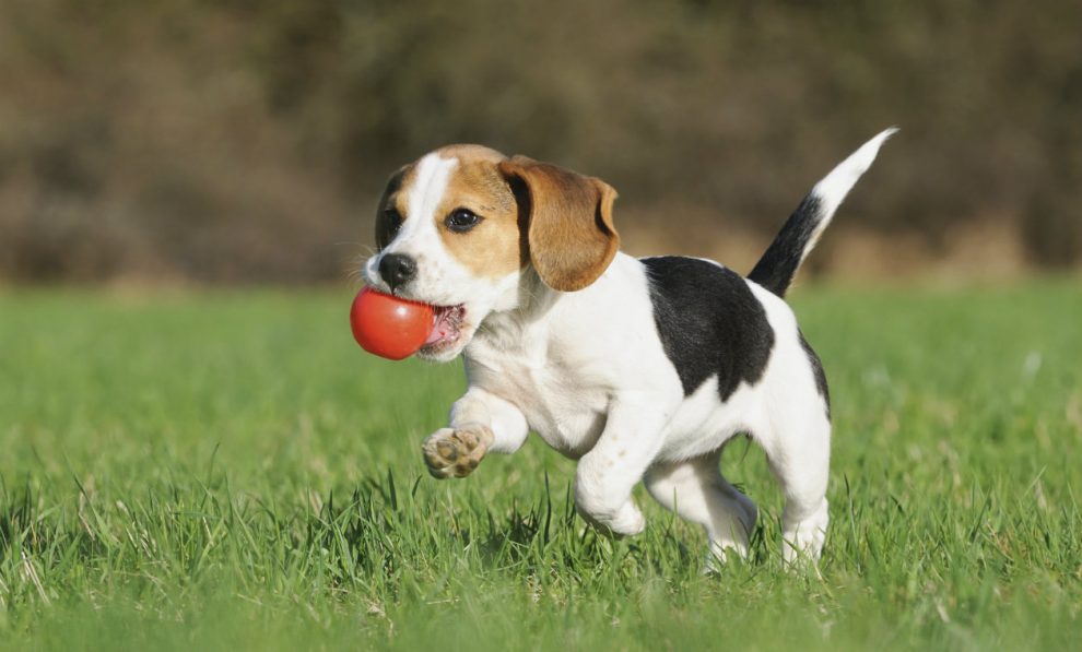 perro con una pelota