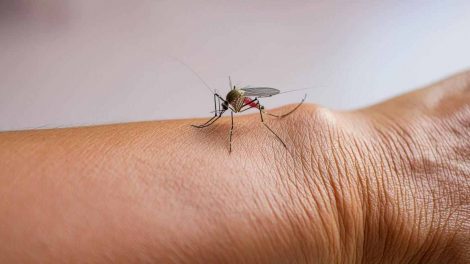 Brote de fiebre amarilla