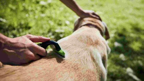 piel y pelaje del perro