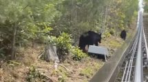 Encuentro con familia de osos en Tennessee