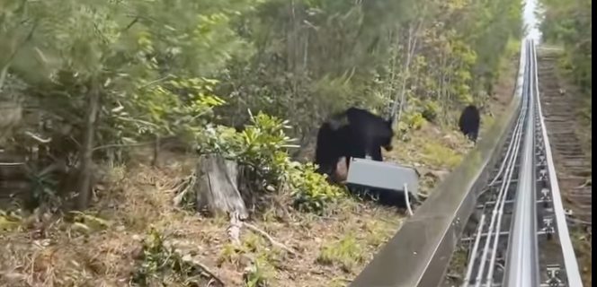 Encuentro con familia de osos en Tennessee