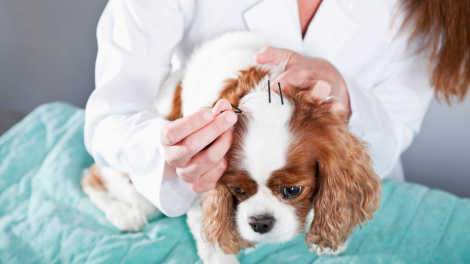 acupuntura veterinaria