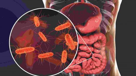 microbiota