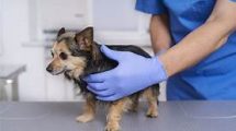 esterilización de perro