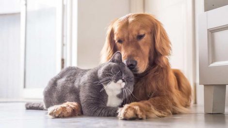 Perro y gato