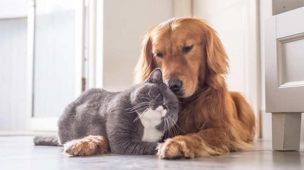 Perro y gato