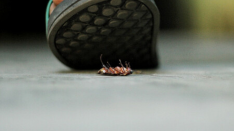 zapato pisando una cucaracha