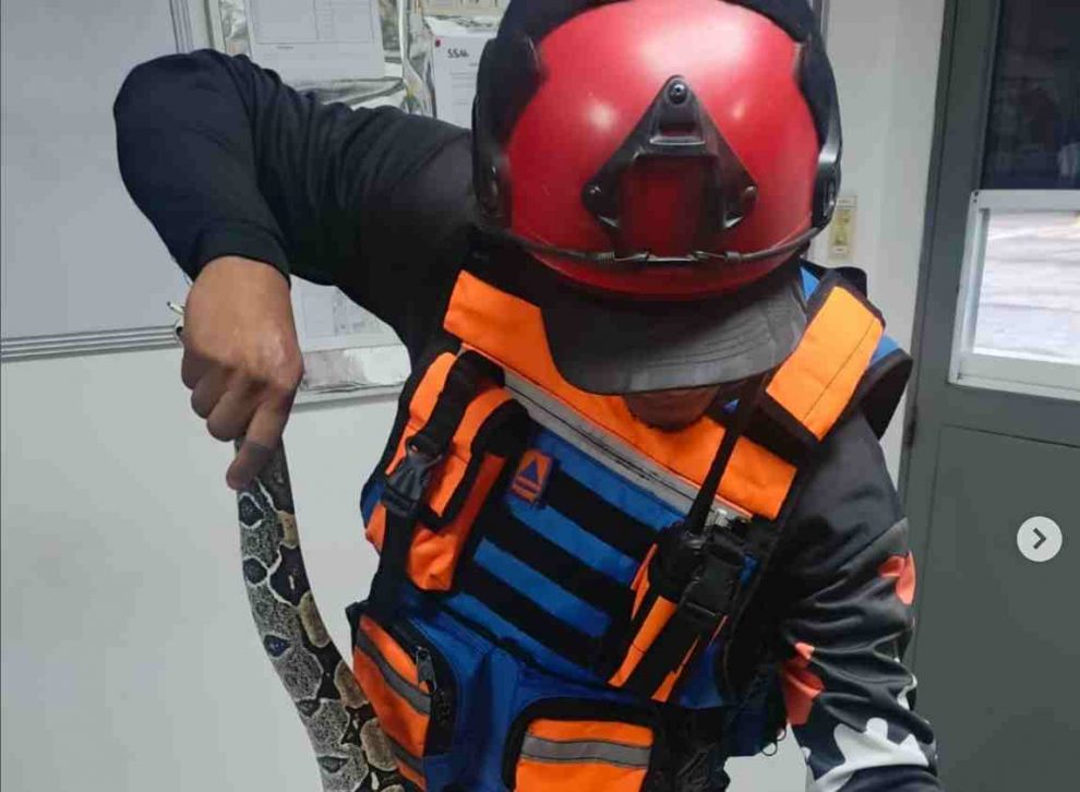 Rescate de serpiente en Aragua