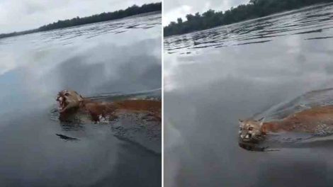 Puma cruzando el río Caura sorprende a pescadores