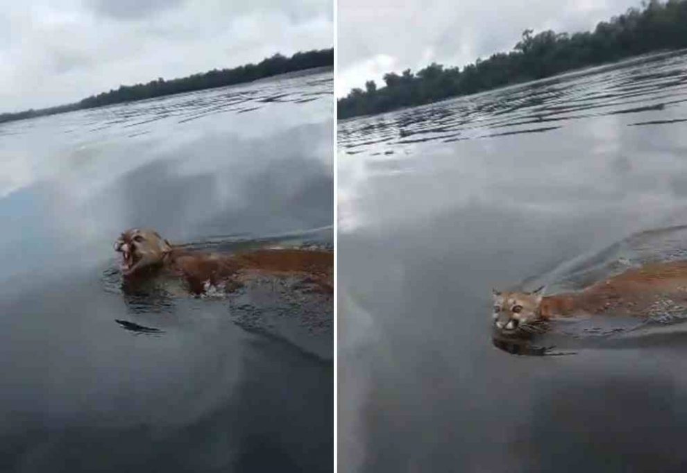 Puma cruzando el río Caura sorprende a pescadores
