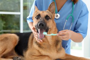 Salud bucal de las mascotas