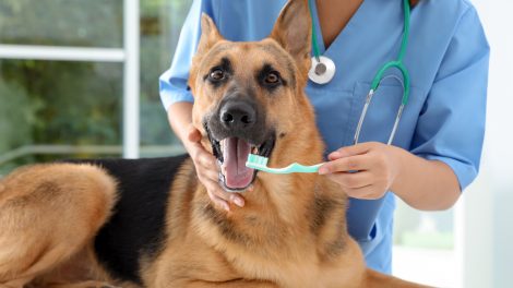 Salud bucal de las mascotas