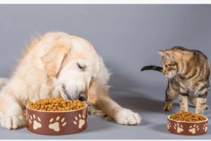 Gato y perro comiendo