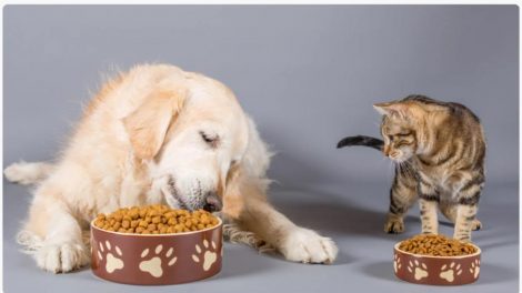 Gato y perro comiendo