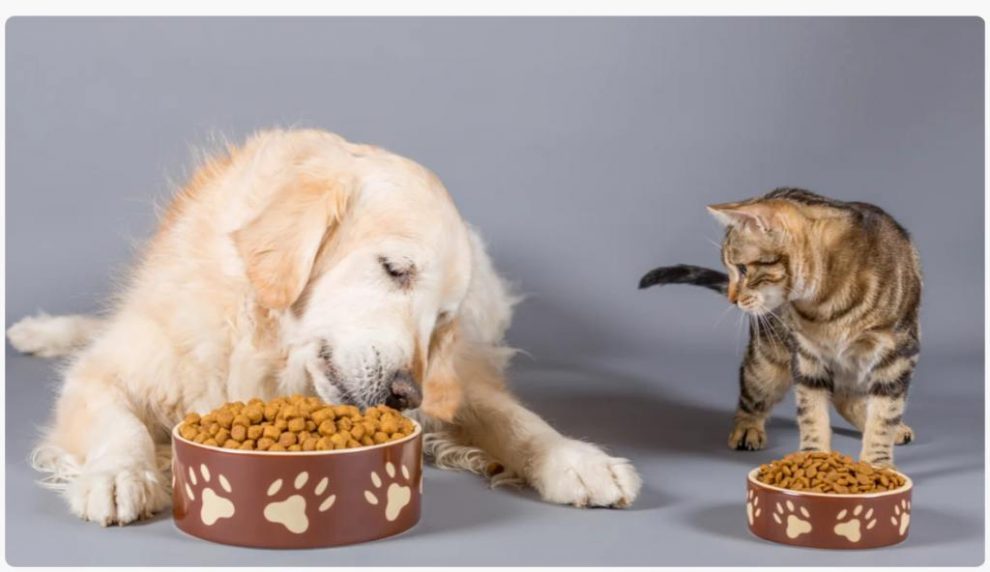 Gato y perro comiendo