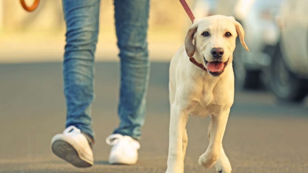 perro paseando