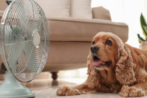 perro junto a un ventilador