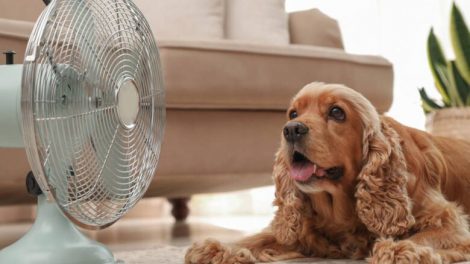perro junto a un ventilador