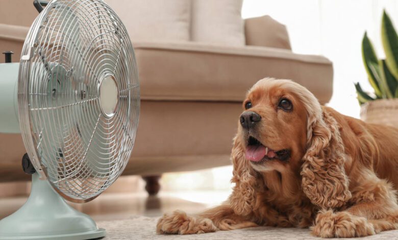 perro junto a un ventilador