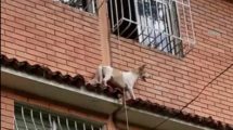 Perrito rescatado en La Rinconada por bomberos