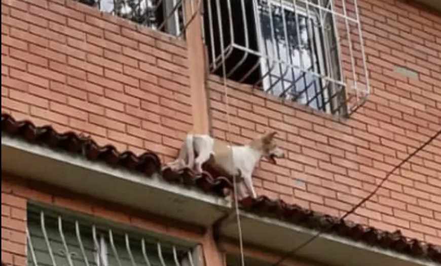 Perrito rescatado en La Rinconada por bomberos