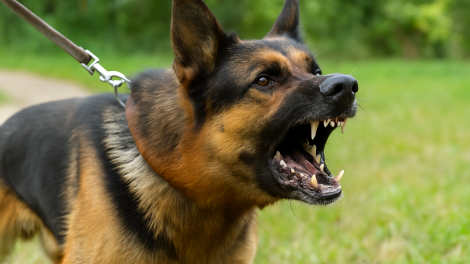 Ataque de perros en Colombia dejó joven venezolano sin brazos
