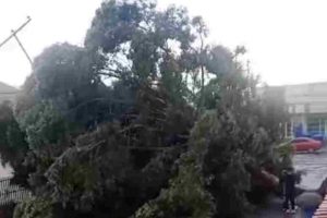 árbol caído obstruye vía en Los Samanes Maracay