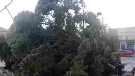 árbol caído obstruye vía en Los Samanes Maracay