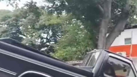 Se cayó un árbol frente al Obelisco de San Jacinto en Maracay