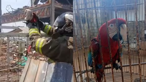 Rescatan a guacamaya tras explosión en Maracaibo