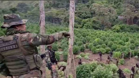 FANB destruyó cultivos de marihuana en la Sierra de Perijá