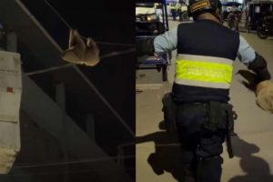 Investigan a trabajadores de Electro Tocache por maltrato a un oso perezoso