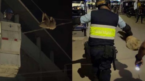 Investigan a trabajadores de Electro Tocache por maltrato a un oso perezoso