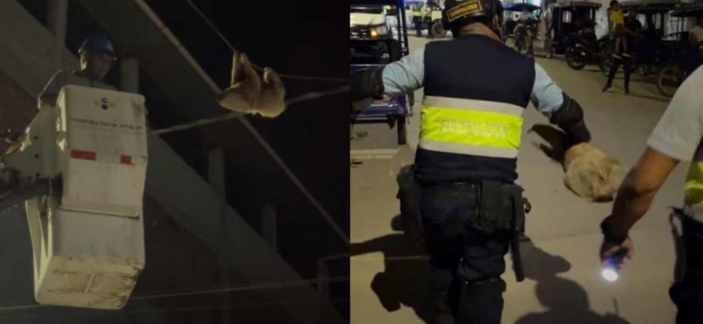 Investigan a trabajadores de Electro Tocache por maltrato a un oso perezoso