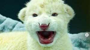 Cachorros de león blanco en Las Delicias, Aragua