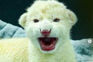 Cachorros de león blanco en Las Delicias, Aragua