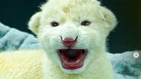 Cachorros de león blanco en Las Delicias, Aragua