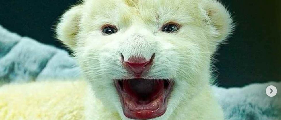 Cachorros de león blanco en Las Delicias, Aragua