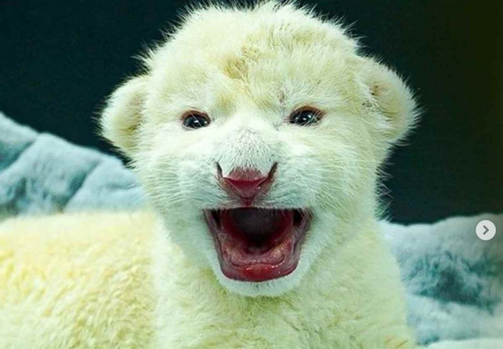 Cachorros de león blanco en Las Delicias, Aragua